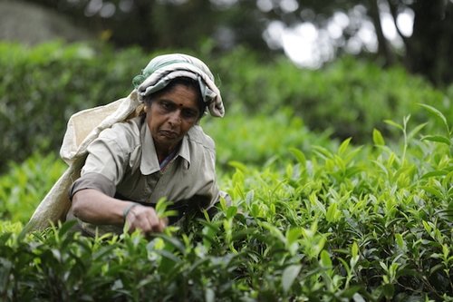 Une photo paysage shootée en Inde par un photographe local