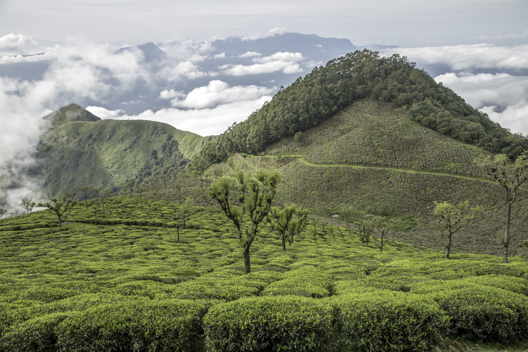 © Ankit Nandwani / Ooshot pour Kusmi Tea