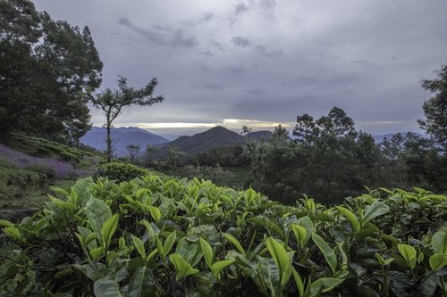 A reportage photo of the sourcing of Kusmi Tea