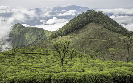 © Ankit Nandwani / Ooshot pour Kusmi Tea