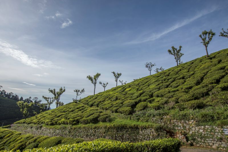 Shooting International Kusmi Tea